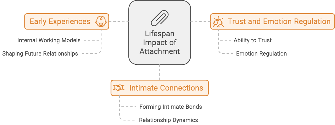 Infographic representing attachment across lifespan